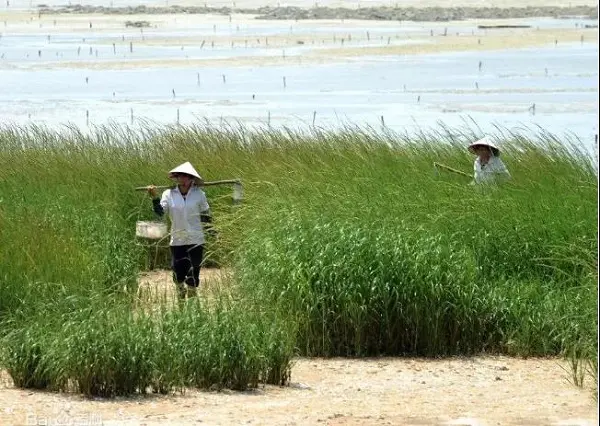 河灘上的互花米草