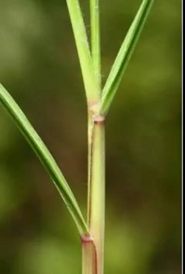 互花米草的莖與葉鞘