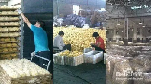 怎么使用銀耳烘干機烘干 銀耳烘干操作工藝