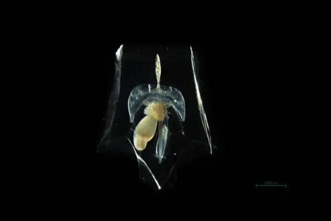 管水母亞綱——方擬多面水母