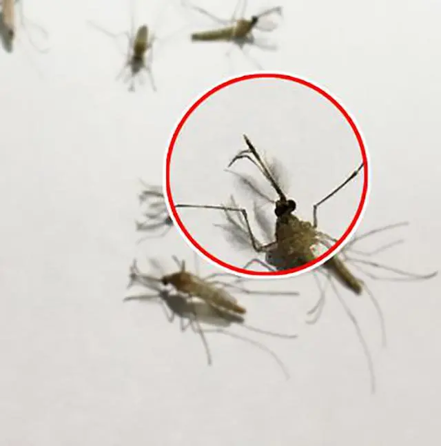 蚊子是公是母，看的就是這一點