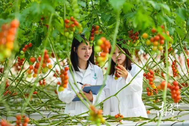 河源市源城区埔前镇省级蔬菜产业园2019年获批创建,现有种植规模4500亩。黄赞福 摄 河源市源城区埔前镇省级蔬菜产业园2019年获批创建,现有种植规模4500亩。黄赞福 摄