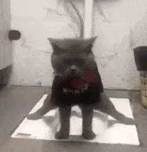 图海拾贝-搞笑gif图:成精了!蹲在马桶边的猫狗们,相当地熟练