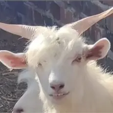小將菌