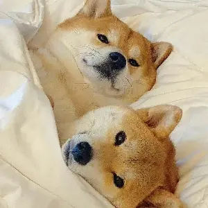 嘉賓要加可樂