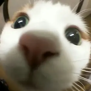 嘟嘟嚕露兒