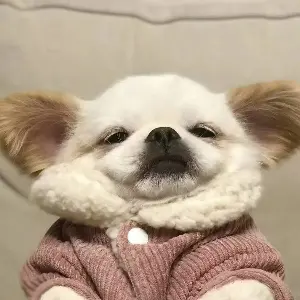 羽落緋天